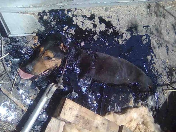 Ηράκλειο Κρήτης: Ο σκύλος κόλλησε σε μια λίμνη από μαζούτ